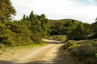 Route 4 Perlite dirt road to Agios Athanasios through the cedar forest
